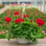 Geranium – Calliope Large Dark Red – 10″ Hanging Basket